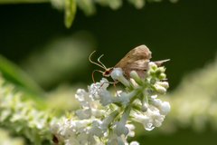 Petrophila fulicalis