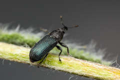 Mecinus janthiniformis