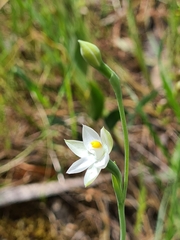 Thelymitra albiflora