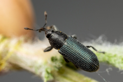 Mecinus janthiniformis
