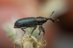 Mecinus janthiniformis