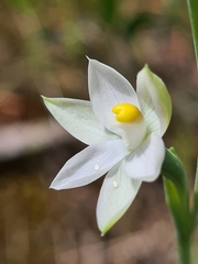 Thelymitra albiflora