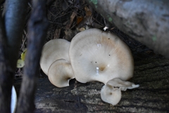 Polyporaceae