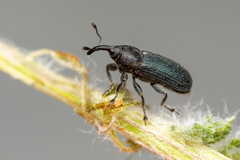 Mecinus janthiniformis