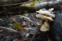 Polyporaceae