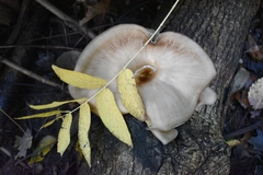 Polyporaceae