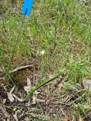 Thelymitra albiflora