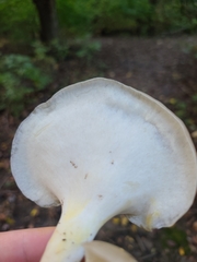 Polyporaceae