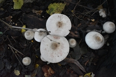 Agaricales
