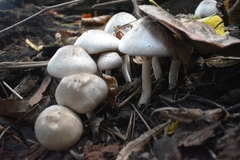 Agaricales