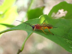 Theronia
