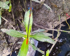 Ceriagrion cerinorubellum