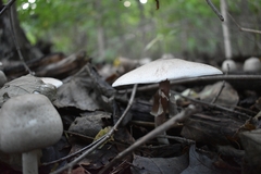 Agaricales