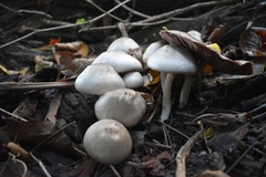 Agaricales