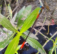 Ceriagrion cerinorubellum