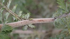 Golovinomyces macrocarpus