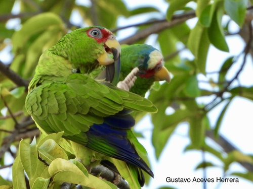 White-fronted Amazon