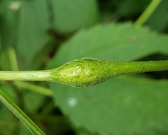 Neolasioptera eupatorii
