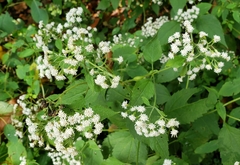 Neolasioptera eupatorii