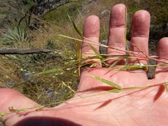 Urochloa arizonica
