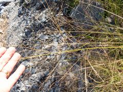 Panicum hirticaule