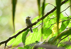 Pachyramphus versicolor