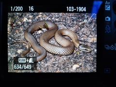 Elapognathus coronatus