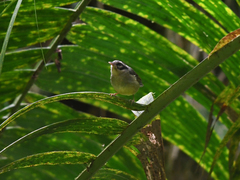 Basileuterus melanotis