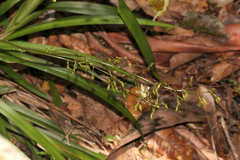 Dianella caerulea producta