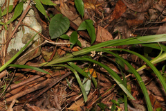 Dianella caerulea producta