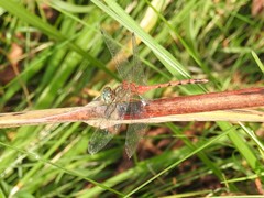 Sympetrum ambiguum