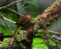 Thripadectes rufobrunneus