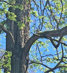 Streptopelia decaocto