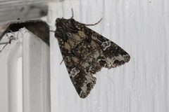 Mamestra configurata