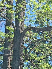 Streptopelia decaocto