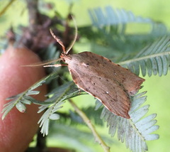 Tortricopsis pyroptis