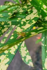 Oxyopes