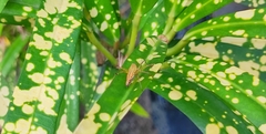 Oxyopes
