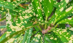 Oxyopes