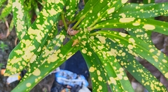 Oxyopes
