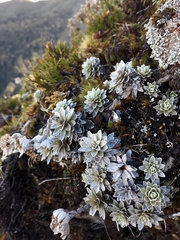 Leucogenes leontopodium