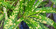 Oxyopes