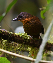 Thripadectes rufobrunneus