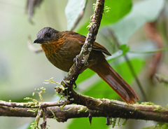 Thripadectes rufobrunneus