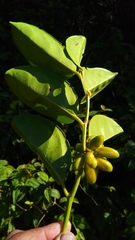 Chrysobalanaceae