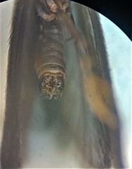 Pycnocentria funerea