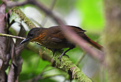 Thripadectes rufobrunneus