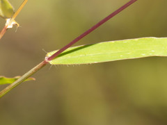 Urochloa arizonica