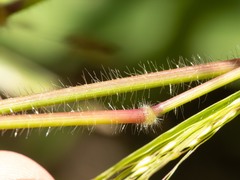 Panicum hirticaule