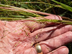 Panicum hirticaule